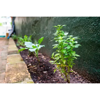 Organic Stevia Plants